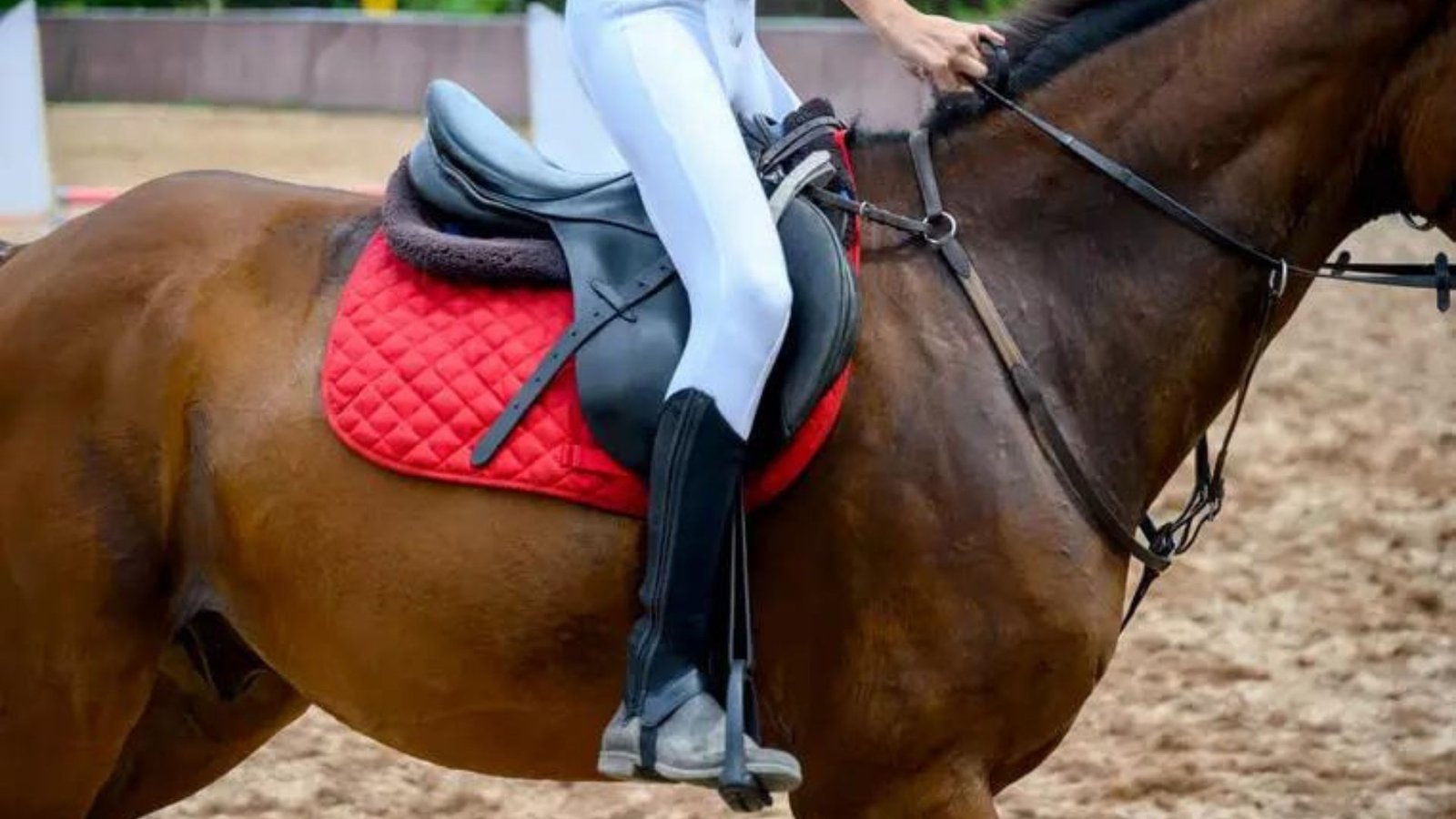 this image shows Horse Riding Boots